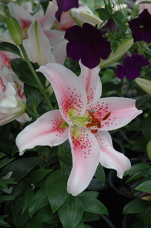 Mona Lisa Lily (Lilium 'Mona Lisa') in Davidsonville, Maryland (MD