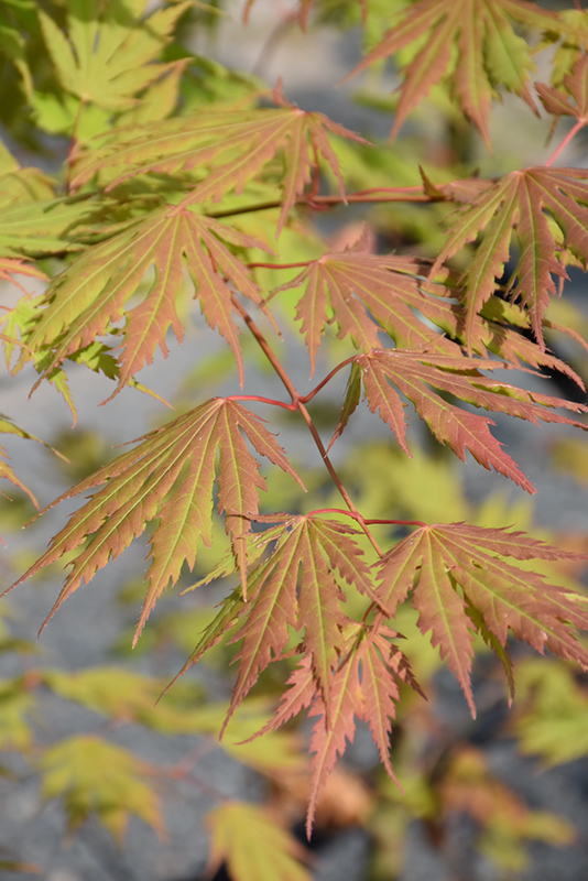 Jack Frost Arctic Jade Maple (Acer 'isIAJ') in Denver Centennial
