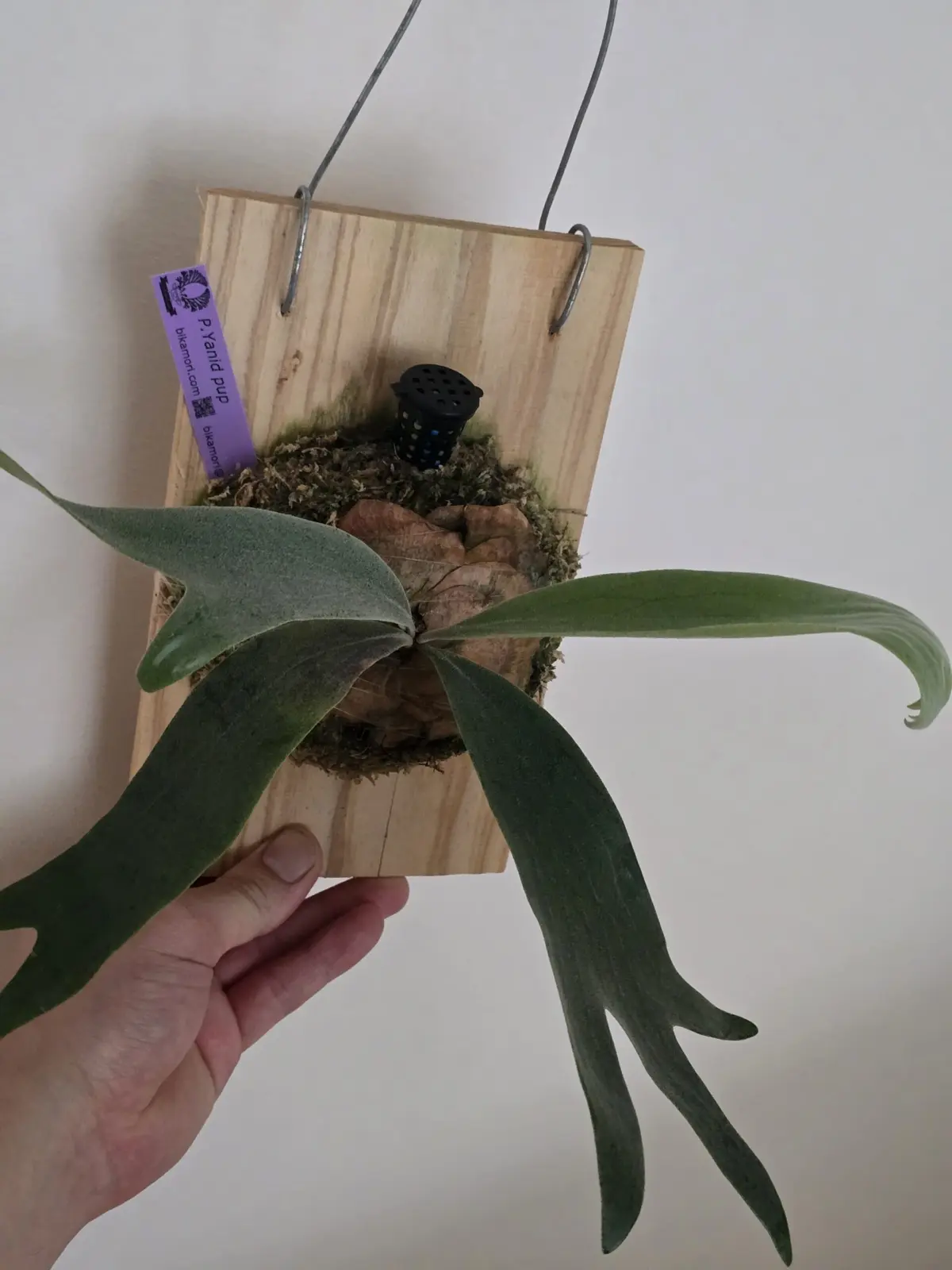 ビカクシダ ヤニダ – Plants Navi