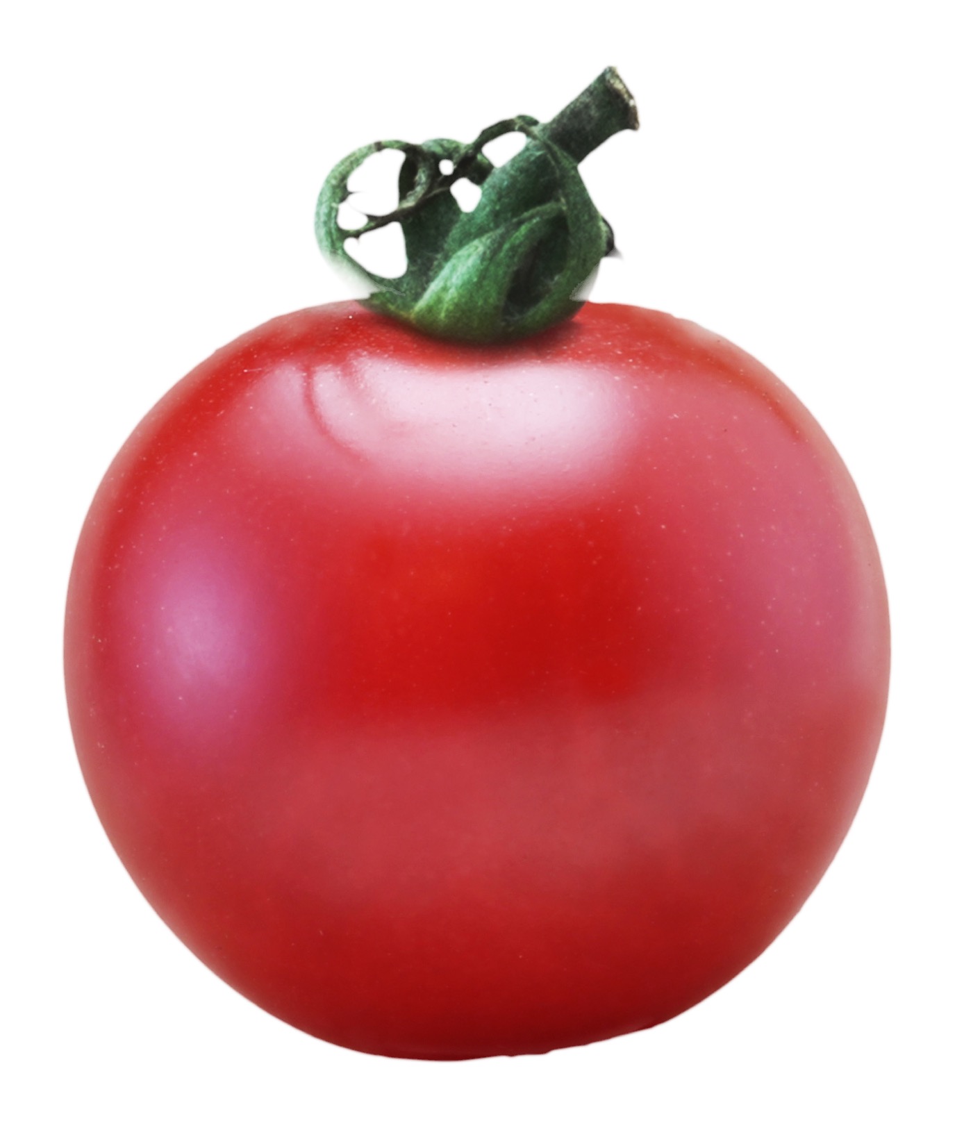 トマト種子】プリンセスロゼ_1000粒 | 株式会社PsEco（ピーエスエコ）