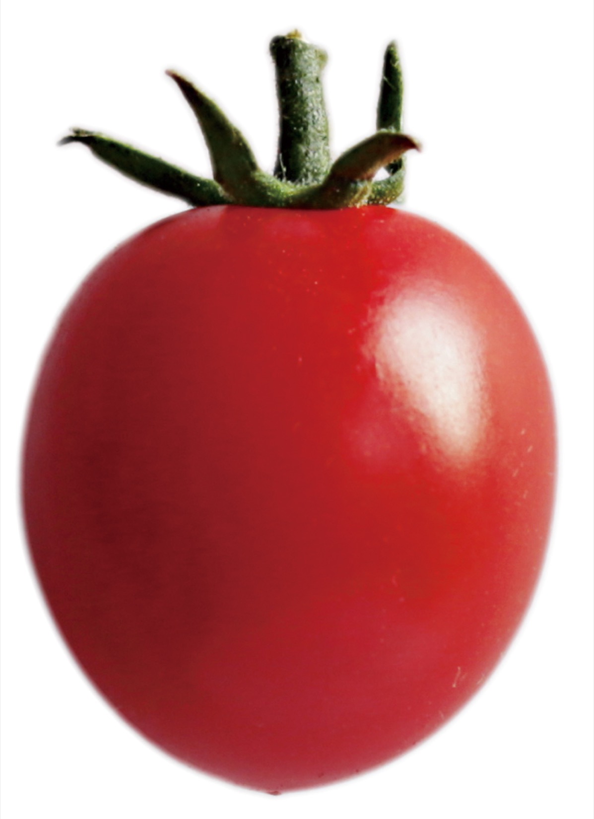 トマト種子】ピッコラルージュCF_8粒 | 株式会社PsEco（ピーエスエコ）