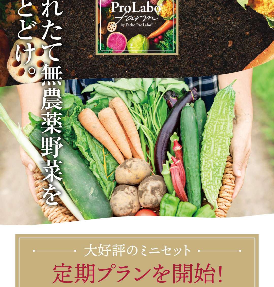 期間限定ミニセットプラン登場｜プロラボファーム