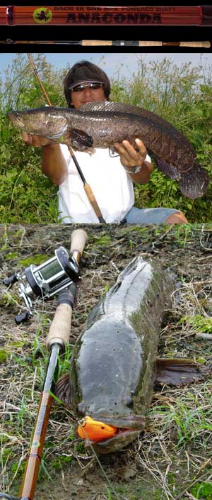プロショップ藤岡 雷魚バス釣具通販＞SNAKE HEAD＞Nories＞FINESSE