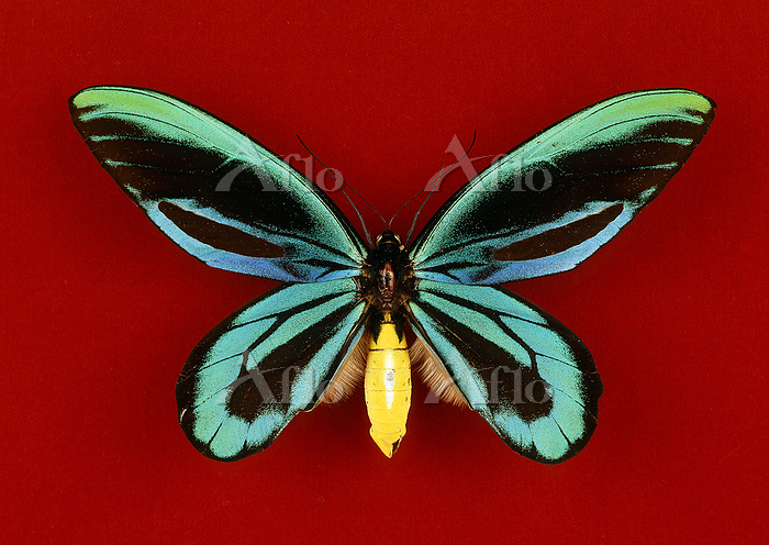 アレクサンドラトリバネアゲハの標本 [145511698]の写真素材 - アフロ