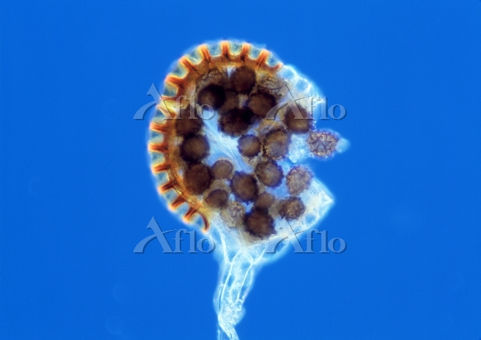 イヌワラビ 胞子嚢 胞子 [22991525]の写真素材 - アフロ