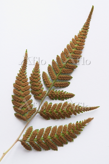 イヌワラビ（シダ類） 胞子のう [29873468]の写真素材 - アフロ