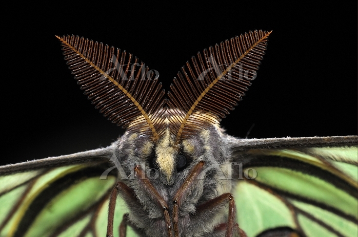 イザベラミズアオ [15281143]の写真素材 - アフロ