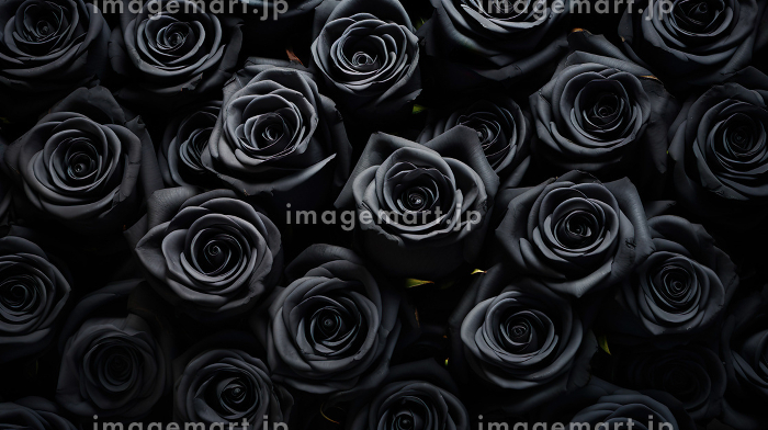 たくさんの黒い薔薇の背景「AI生成画像」のイラスト素材 [234772858