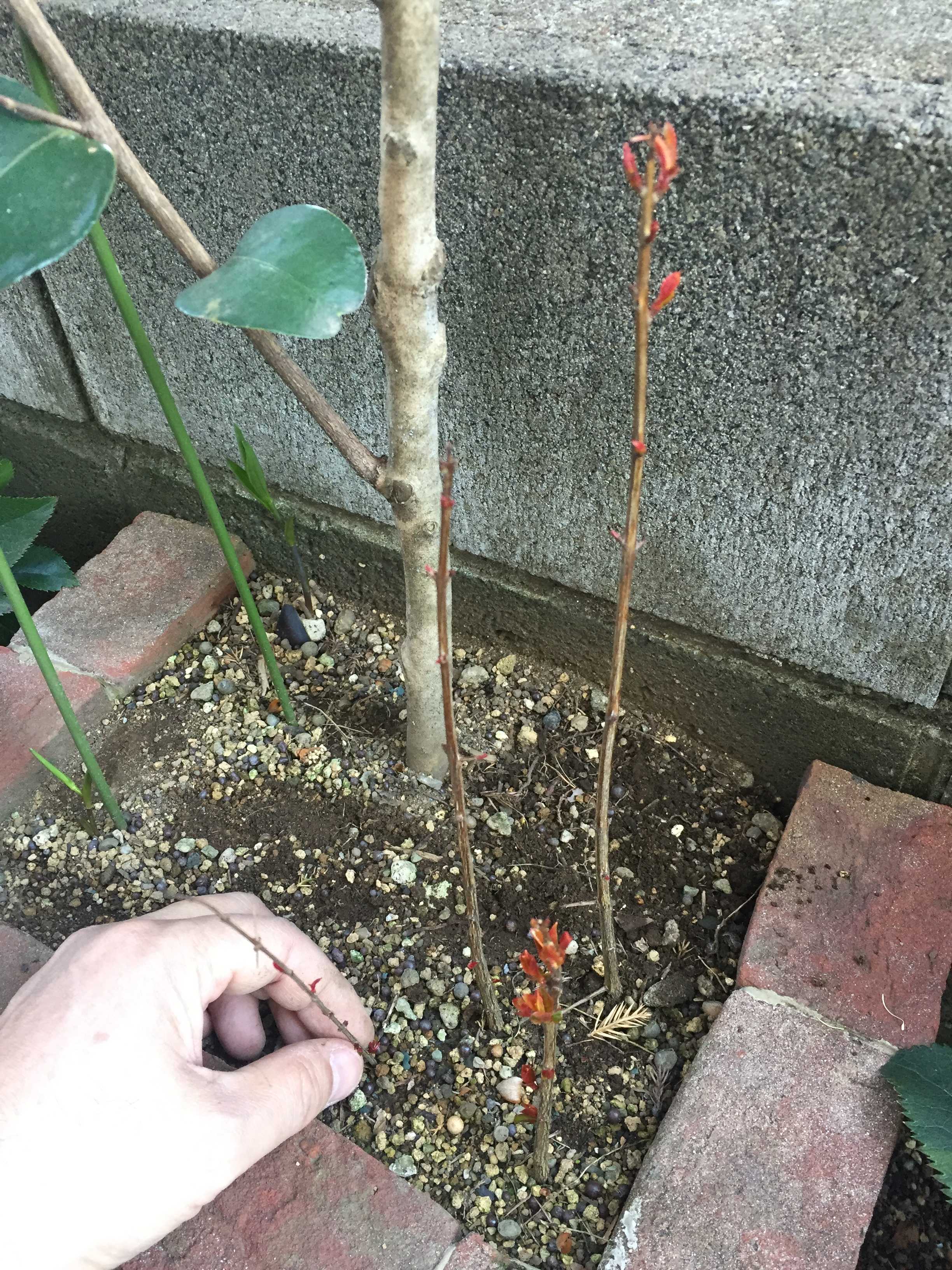 ザクロの挿し木成功！挿し木時期4月で若い親木の挿し穂が発根しました