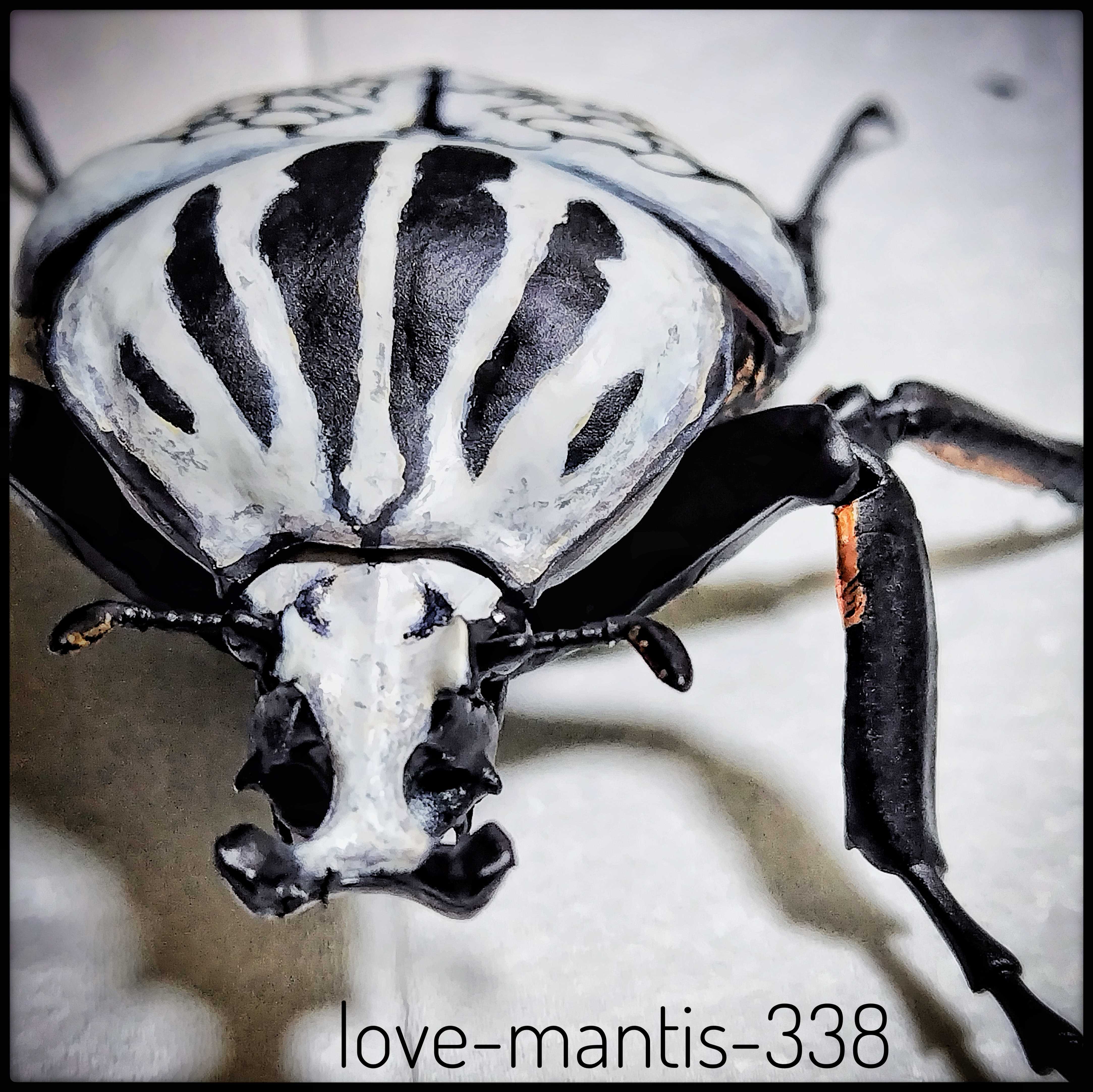 ゴライアスオオツノハナムグリ(カプセルトイ) - ✦ むし ぶろぐ ✦