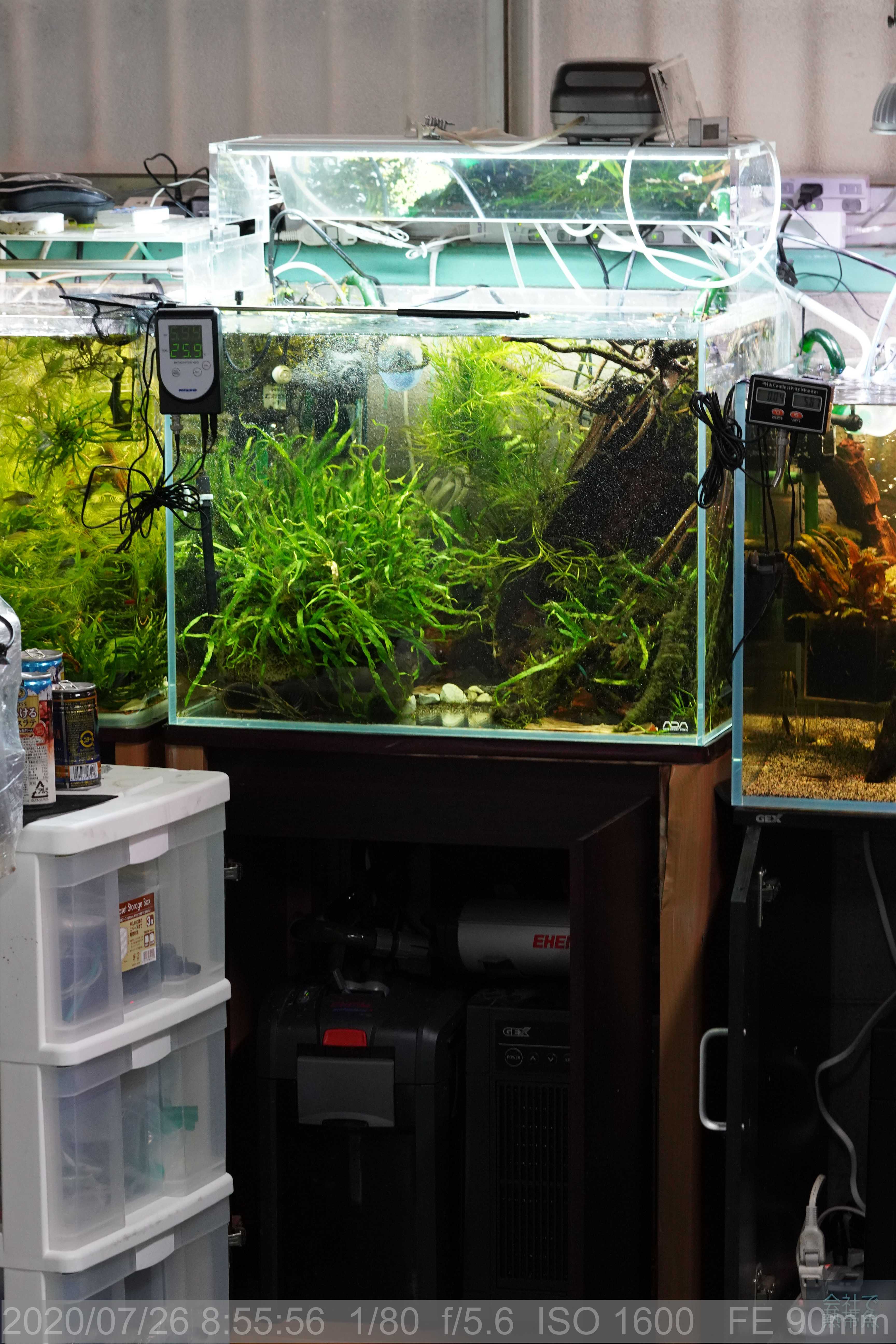 ADAの水槽 キューブガーデンに関して。 - 会社で熱帯魚のブログ