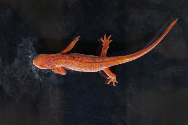 須磨海浜水族園、「全身真っ赤なアカハライモリ」を展示…兵庫県初記録