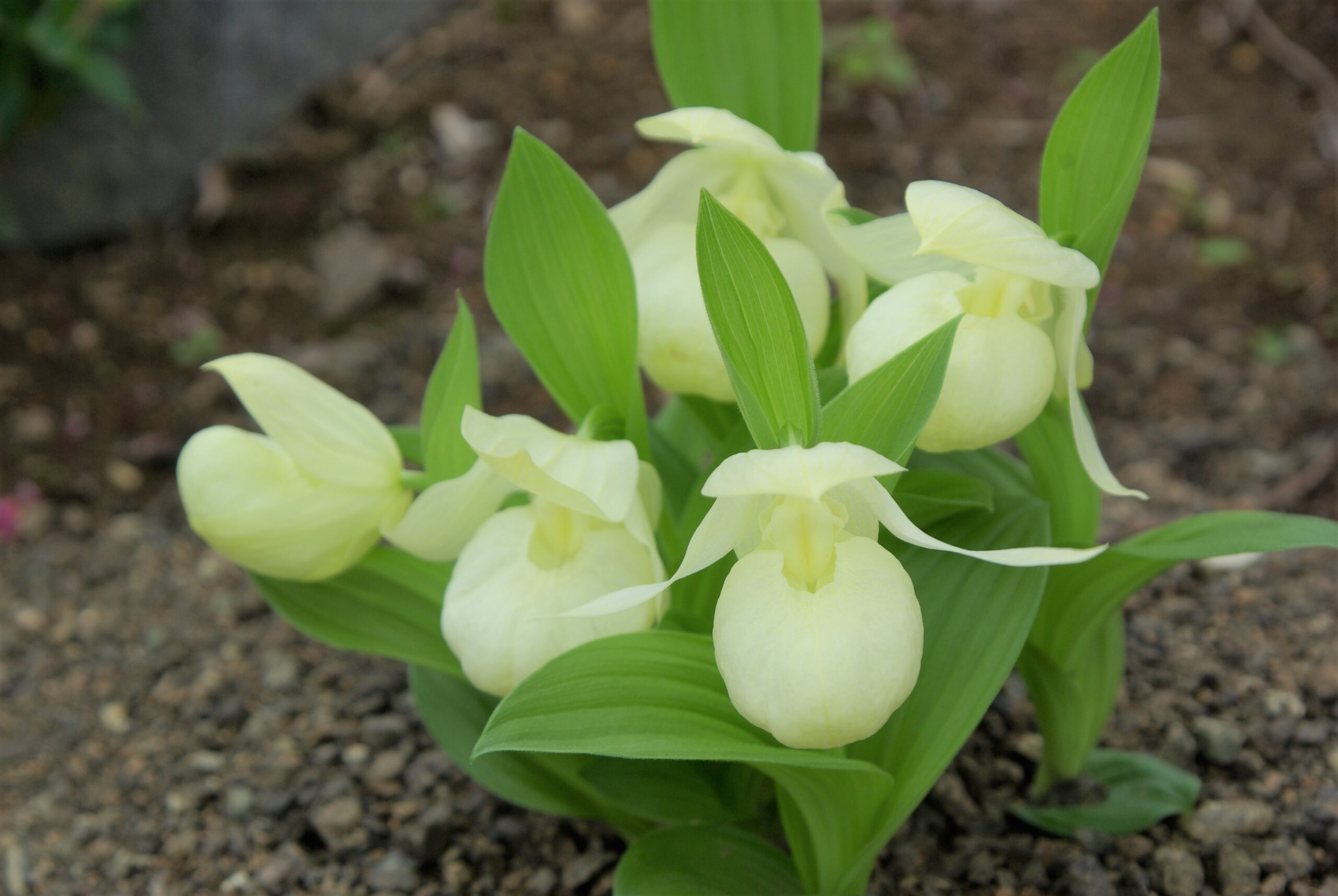 レブンアツモリソウ群生地の閉園（6/20まで）について | 礼文島