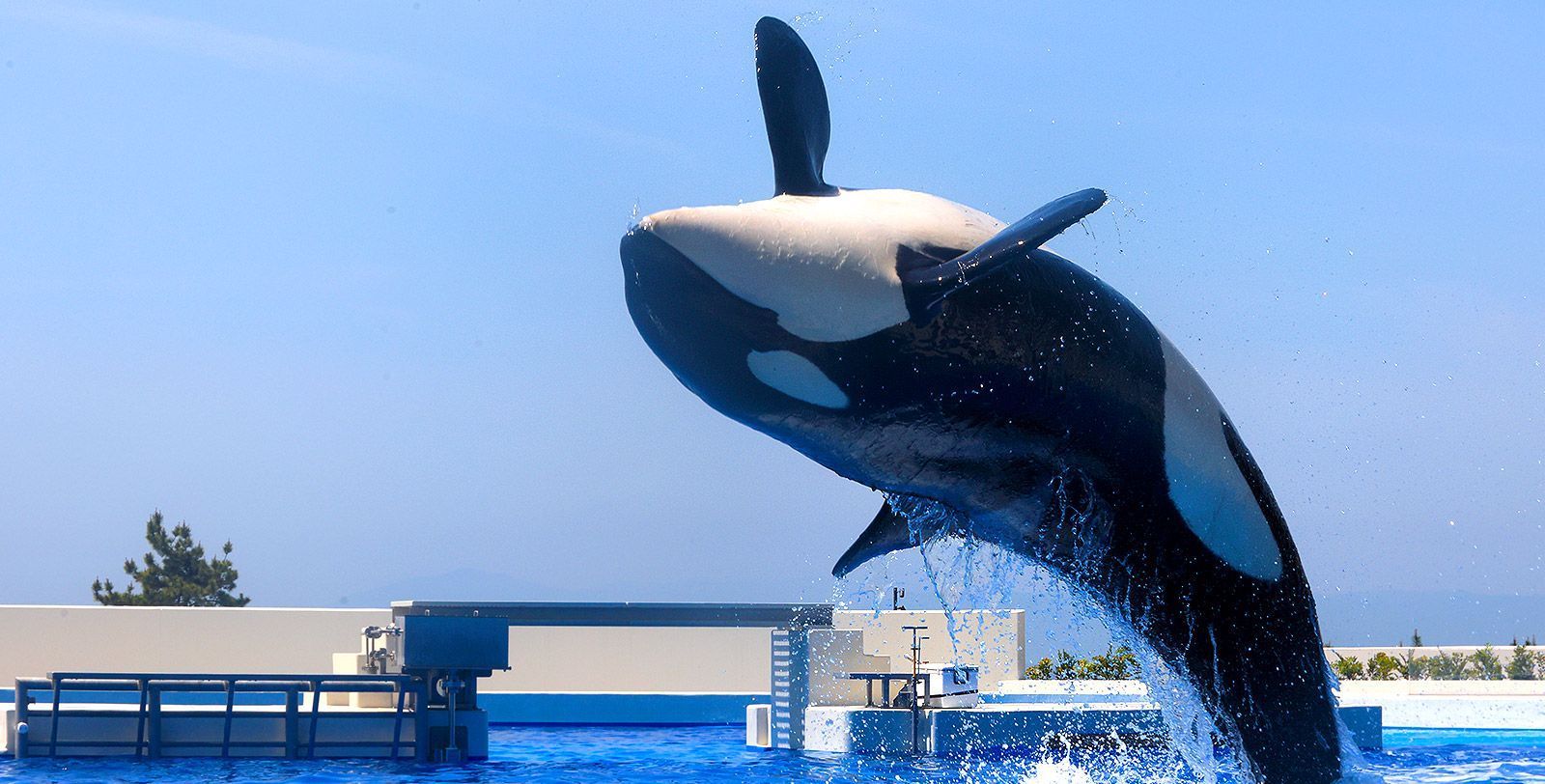 オルカスタディアム｜シャチパフォーマンス