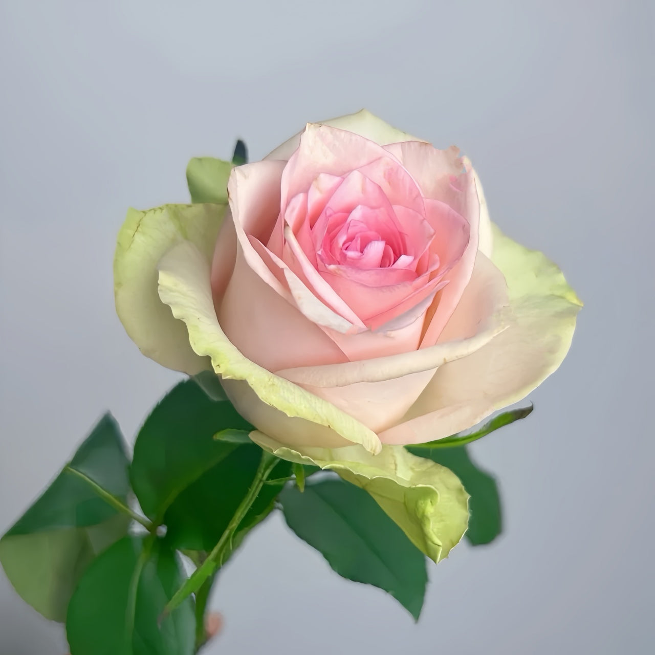 Vitara Rose Plant|维特拉 – Rose_Explosion