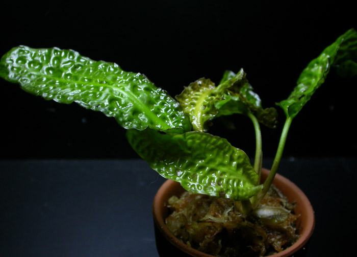 クリプトコリネ ヒュードロイ メハキット産草体