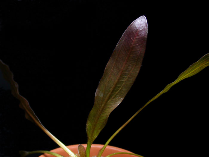 エキノドルス ホレマニーレッド バース便【レヨンベールアクア】