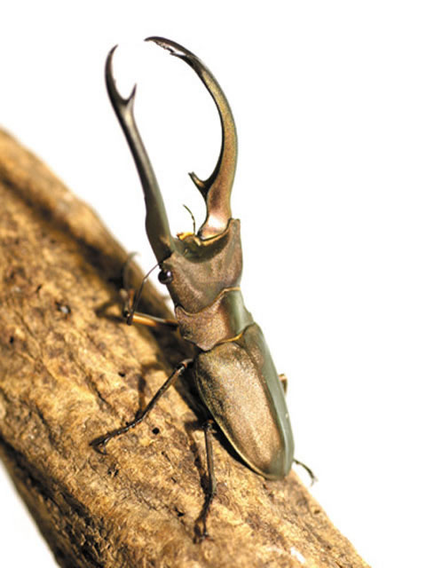 エラフスホソアカクワガタ - カブトムシ・クワガタムシ - ペット - Y