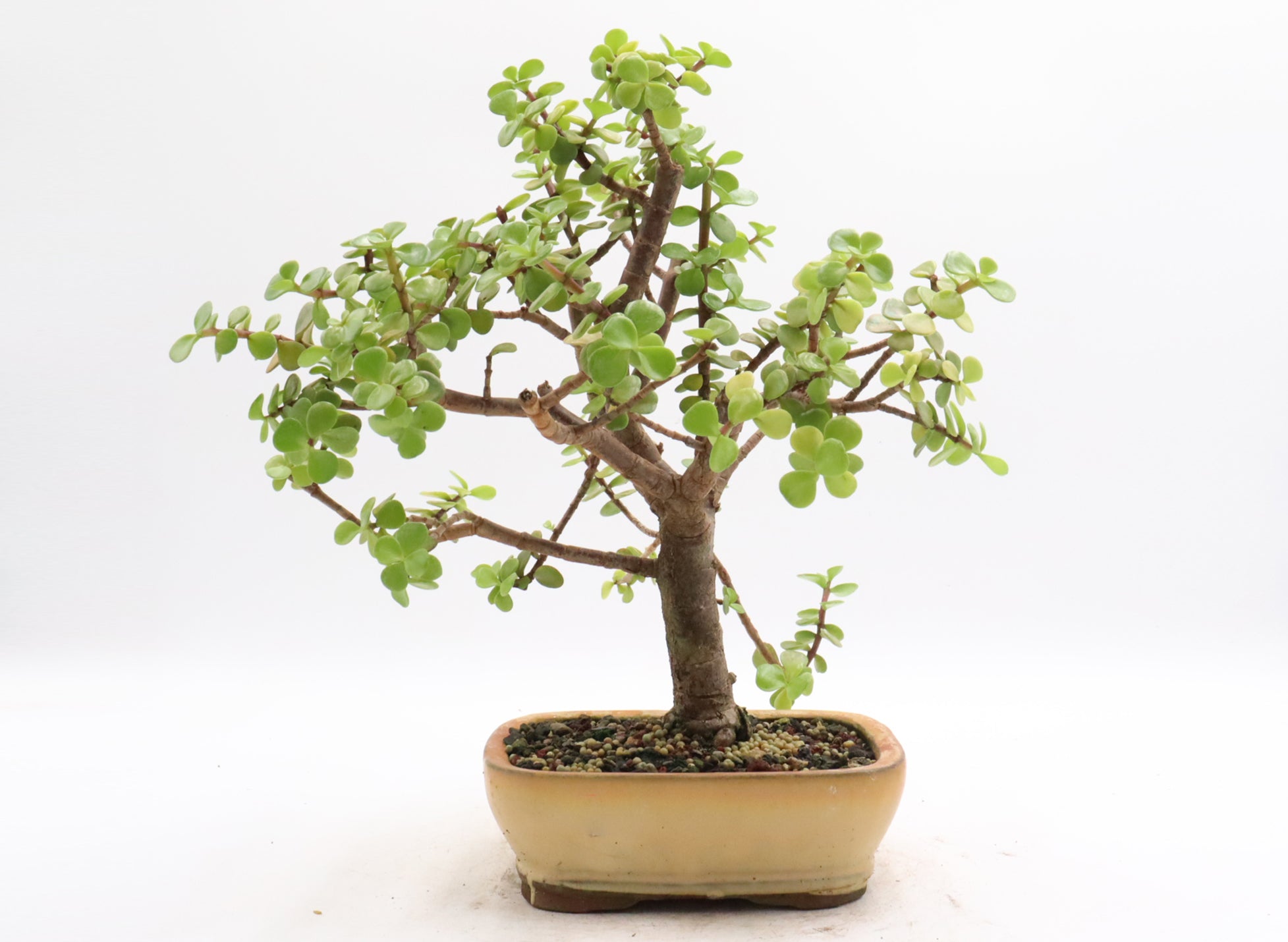 Assorted Mini Jades in Six to Seven Inch Glazed Bonsai Pots