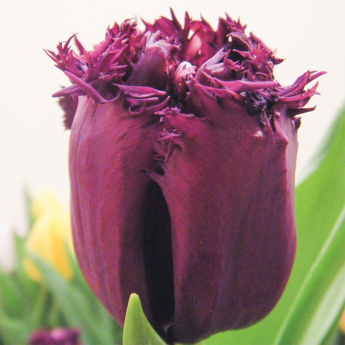 カラーパレット(R) チューリップ フリンジ咲き ゴリラ｜種（タネ