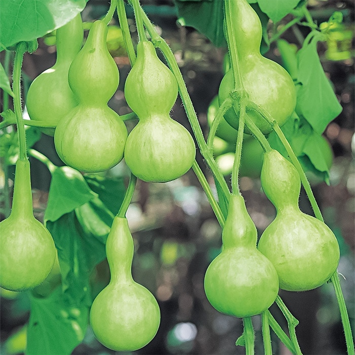ヒョウタン 千成ひょうたん｜種（タネ）,球根,苗,資材,ガーデニング