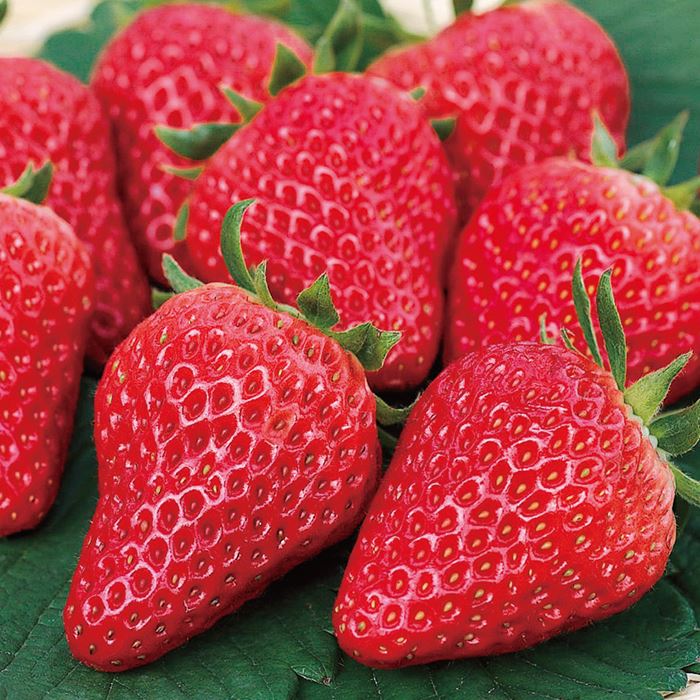 イチゴ 紅ほっぺ｜種（タネ）,球根,苗,資材,ガーデニンググッズの通販