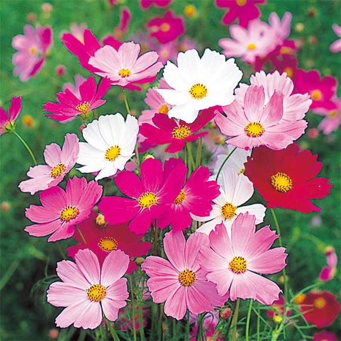 コスモス 美色混合｜種（タネ）,球根,苗,資材,ガーデニンググッズの