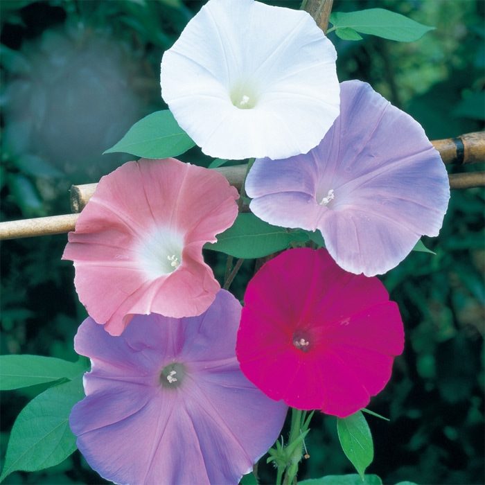 アサガオ 垣根用 アーリーコール ミックス｜種（タネ）,球根,苗,資材