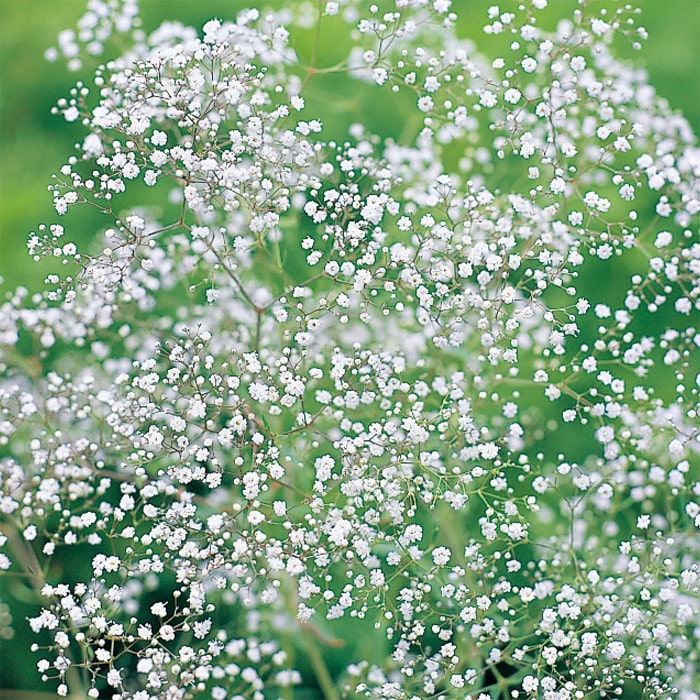 宿根かすみ草 八重咲き｜種（タネ）,球根,苗,資材,ガーデニンググッズ