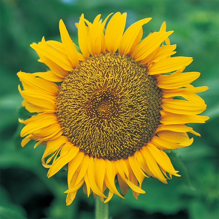 ヒマワリ サンスポット｜種（タネ）,球根,苗,資材,ガーデニンググッズ