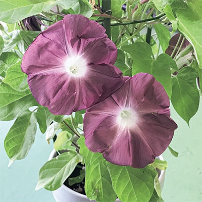 アサガオ 団十郎｜種（タネ）,球根,苗,資材,ガーデニンググッズの通販