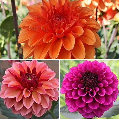 ダリア オータムセット｜種（タネ）,球根,苗,資材,ガーデニンググッズ