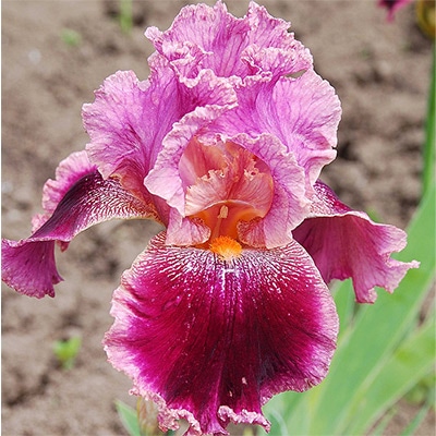 ジャーマンアイリス スピンオフ｜種（タネ）,球根,苗,資材