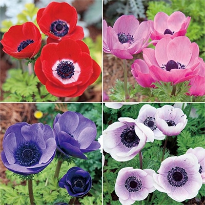 アネモネ ポルト 4種セット｜種（タネ）,球根,苗,資材,ガーデニング