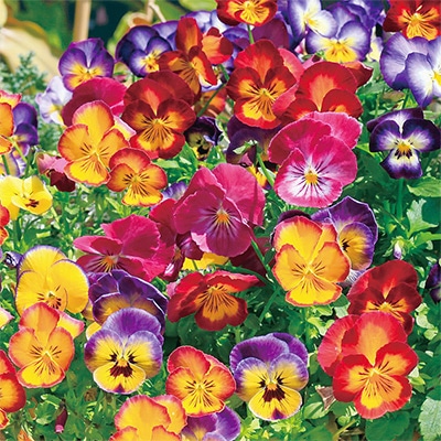 パンジー 虹色スミレ(R) ミックス｜種（タネ）,球根,苗,資材