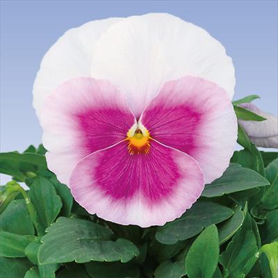 パンジー パシオ(R) ピンクフレア｜種（タネ）,球根,苗,資材