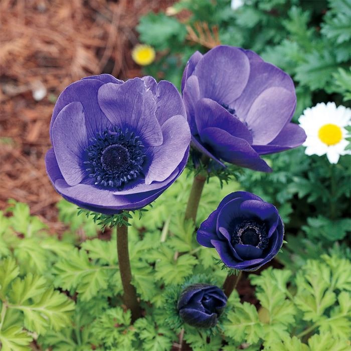 アネモネ ポルト 4種セット｜種（タネ）,球根,苗,資材,ガーデニング