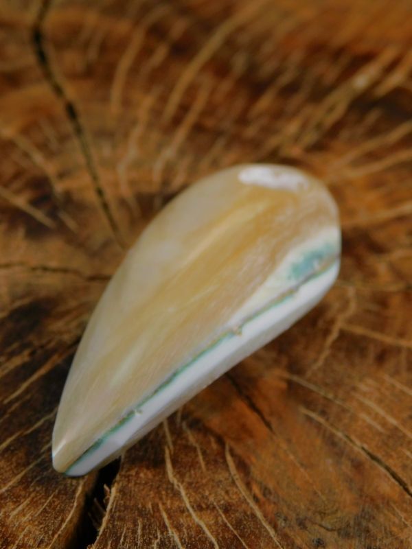 kijihata2023 夜光貝真珠磨き6と7 2個 kijihata2023 夜光貝真珠磨き6