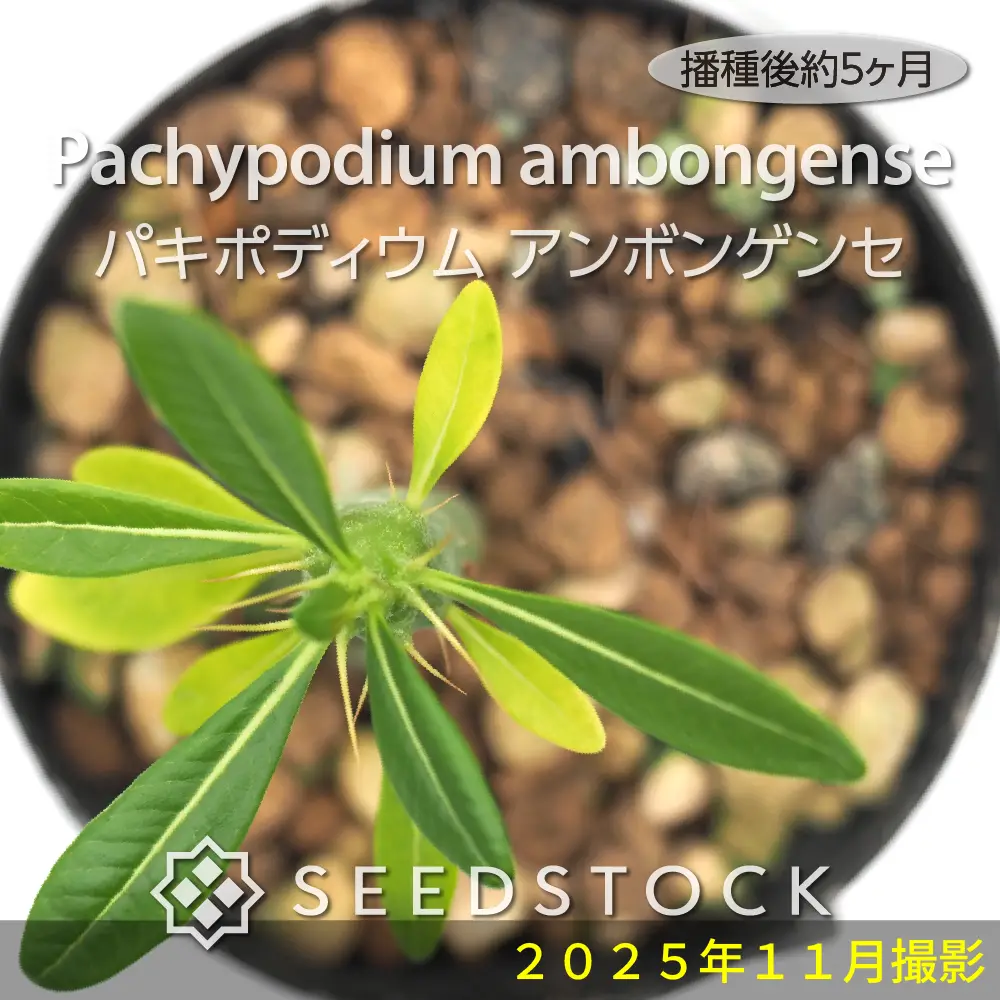 種子] パキポディウム アンボンゲンセ Pachypodium ambongense | 塊根
