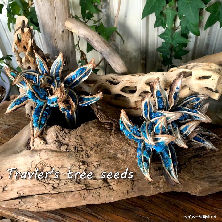 希少！沖縄県宮古島産 旅人の木の種(タネ) No.1 - SCIENCE FACTORY ltd.