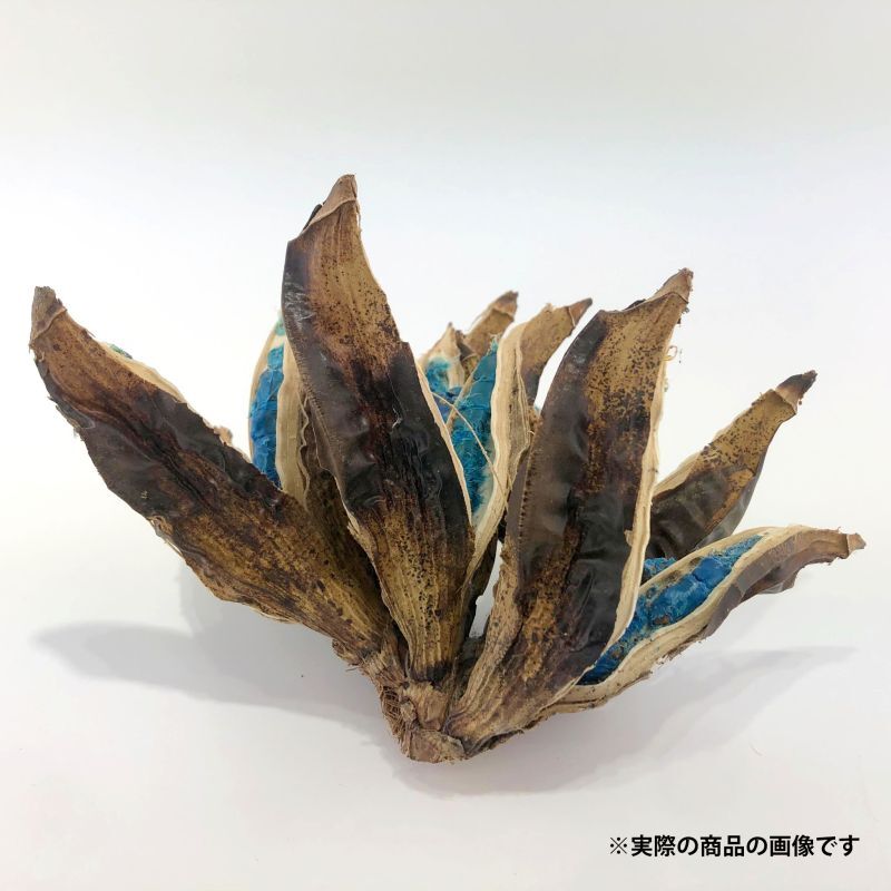 希少！沖縄県宮古島産 旅人の木の種(タネ) No.4 - SCIENCE FACTORY ltd.