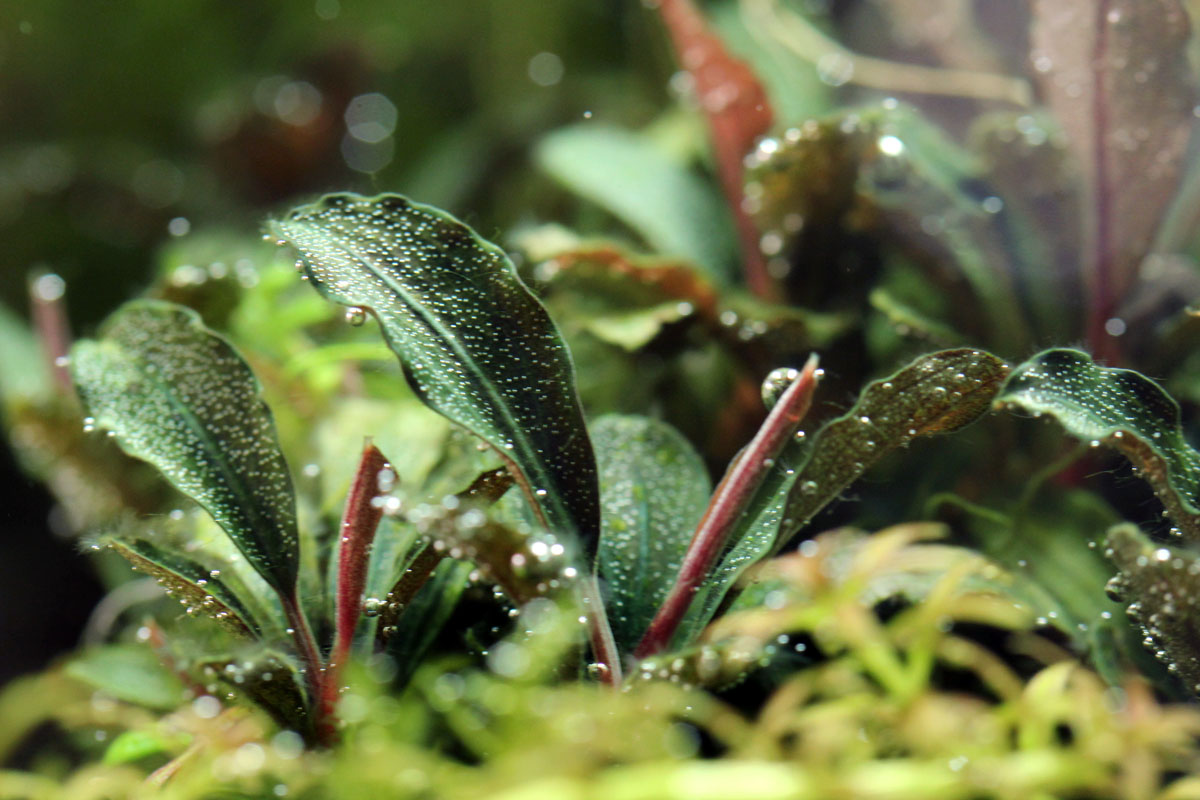 Bucephalandra sp. 'Red Mini' - Online Aquaria