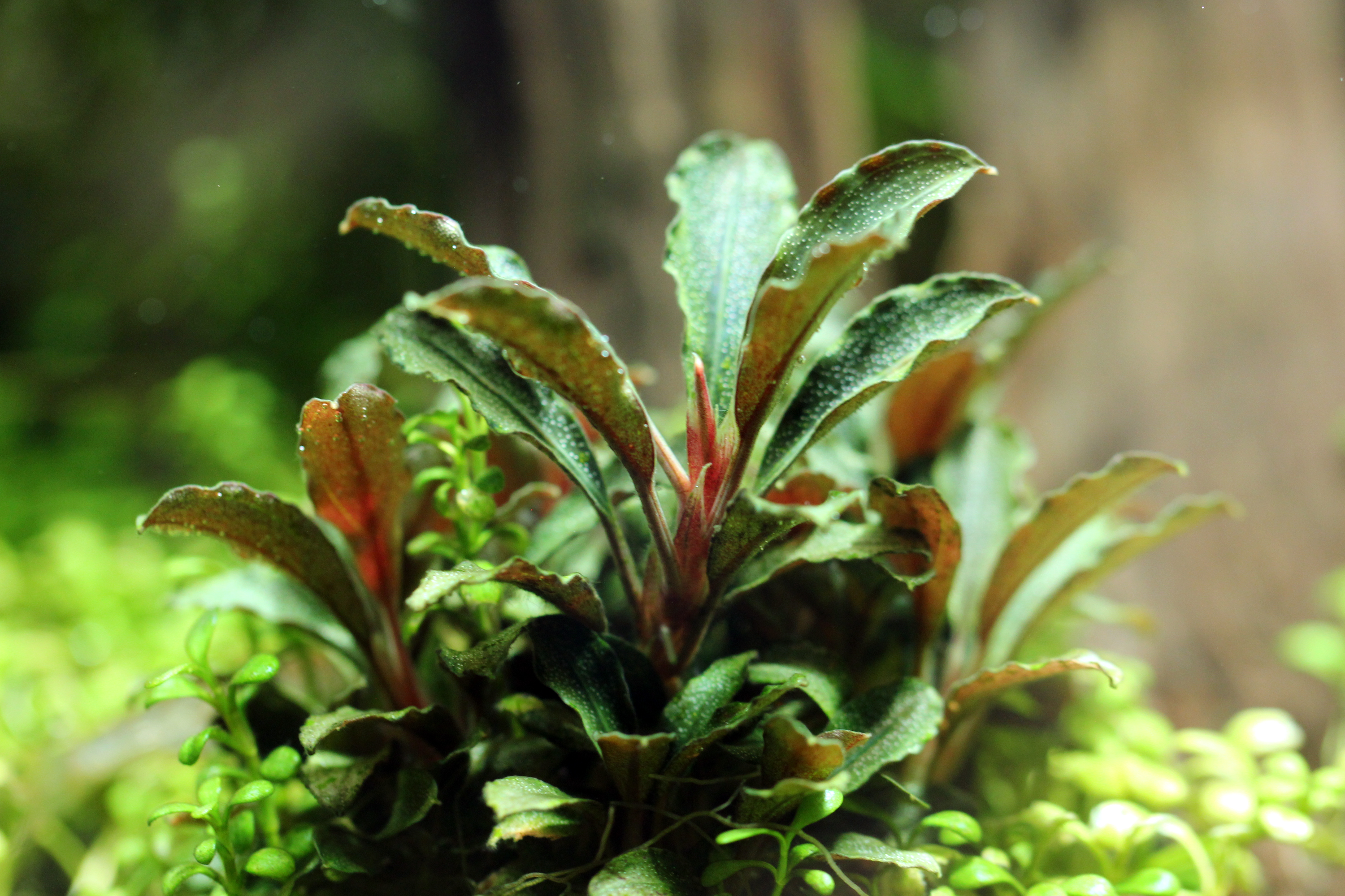 Bucephalandra sp. 'Red Neo' - Online Aquaria