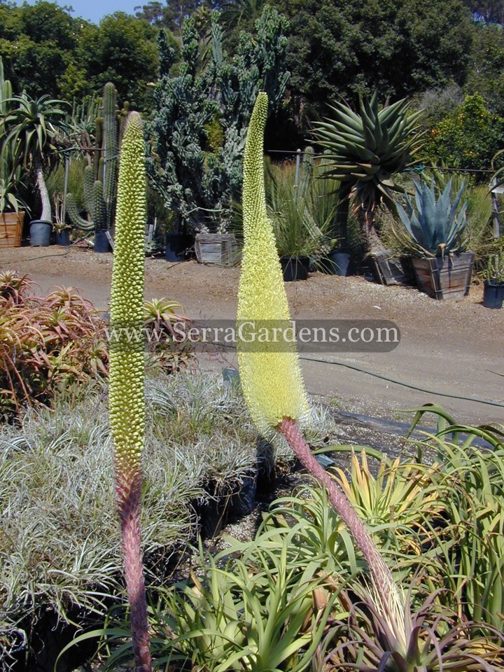 Agave bracteosa AKA Squid Agave or Spider Agave - Cacti.com