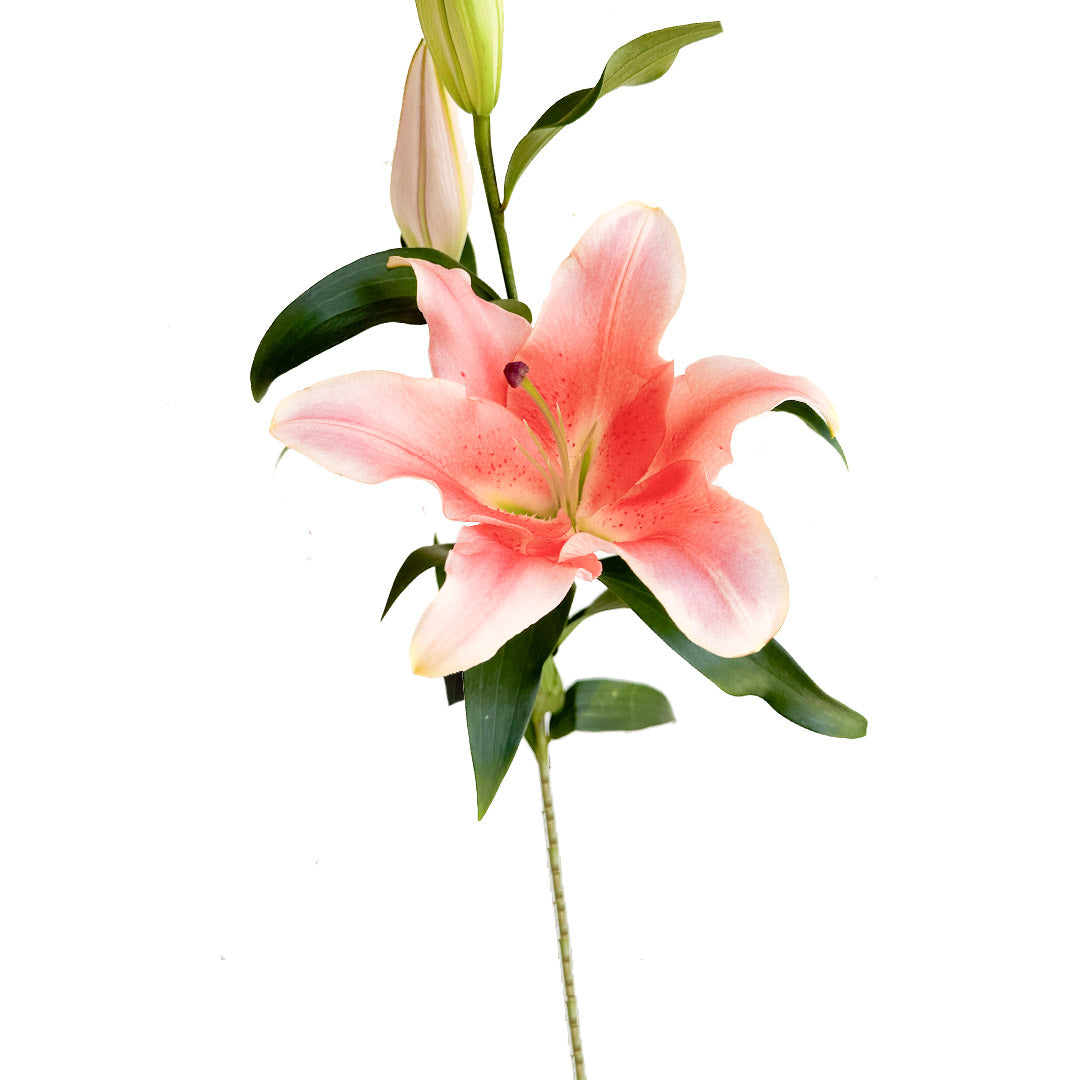 lilies-zelmira_1200x1200.jpg?v