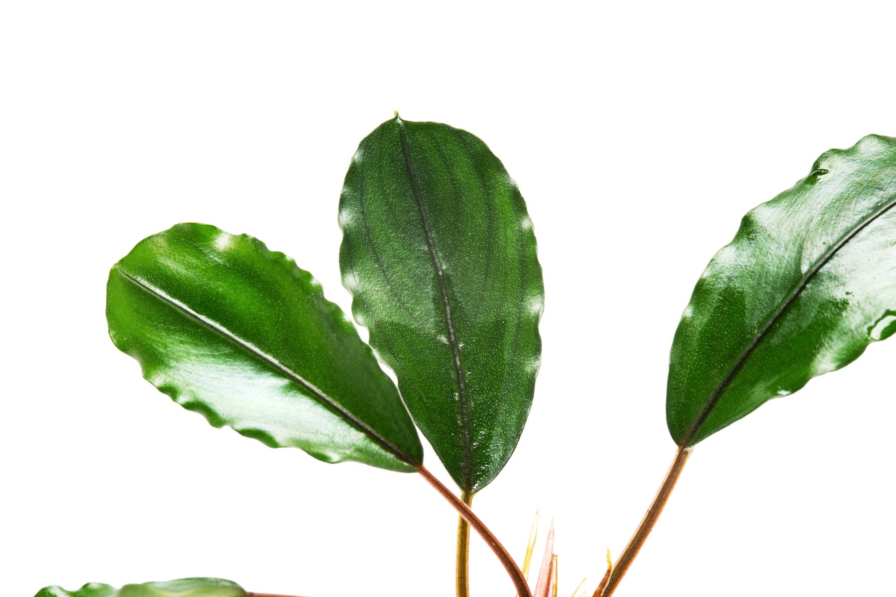 Bucephalandra Pearl Grey - Aquarium Plant | Glass Aqua