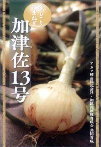 超極早生 加津佐13号（旧名：スーパーアップ13号） タマネギ | 市川