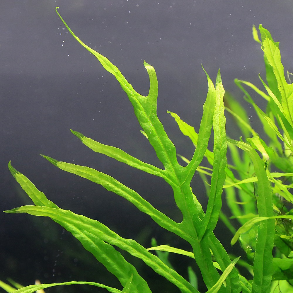楽天市場】（水草）ミクロソリウムsp．スモールリーフ（水中葉）（無