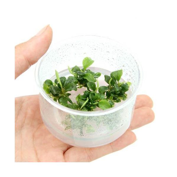 楽天市場】（水草）ブセファランドラsp．クアラクアヤン2（無農薬