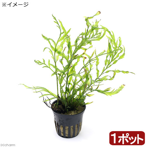 楽天市場】（水草）ミクロソリウムsp．スモールリーフ（水中葉）（無